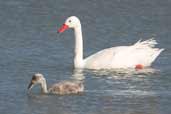 Coscoroba Swan, Torres del Paine, Chile, December 2005 - click for larger image