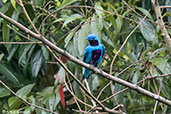 Male Lovely Cotinga, Pico Bonito, Honduras, March 2015 - click on image for a larger view