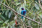 Male Lovely Cotinga, Pico Bonito, Honduras, March 2015 - click on image for a larger view