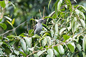 Lovely Cotinga, Pico Bonito, Honduras, March 2015 - click on image for a larger view