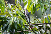 Lovely Cotinga, Pico Bonito, Honduras, March 2015 - click on image for a larger view