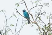 Male Spangled Cotinga, Borba, Amazonas, Brazil, August 2004 - click for larger image