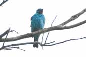 Male Spangled Cotinga, Borba, Amazonas, Brazil, August 2004 - click for larger image