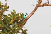 Male Spangled Cotinga, Caxiunã, Pará, Brazil, November 2005 - click for larger image