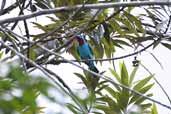 Male Spangled Cotinga, near Humaitá, Amazonas, Brazil, March 2003 - click for larger image