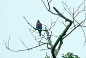 Male Purple-breasted Cotinga, Carajás, Pará, Brazil, January 2002 - click for larger image