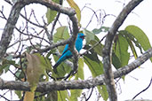 Plum-throated Cotinga, Sani Lodge, Sucumbios, Ecuador, November 2019 - click for larger image