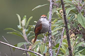 Baron's Spinetail, Cruz Conga, Cajamarca, Peru, October 2018 - click for larger image