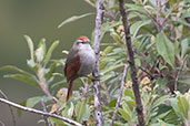 Baron's Spinetail, Cruz Conga, Cajamarca, Peru, October 2018 - click for larger image