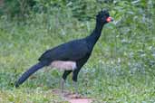Red-billed Curassow, Linhares, Espírito Santo, Brazil, March 2004 - click for larger image