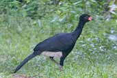 Red-billed Curassow, Linhares, Espírito Santo, Brazil, March 2004 - click for larger image