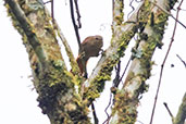 Ash-browed Spinetail, Aguas Verdes, San Martin, Peru, October 2018 - click for larger image