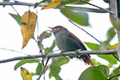 Red-faced Spinetail, Cerro Montezuma, Tatamá, Risaralda, Colombia, April 2012 - click for larger image