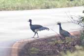 Male and Female Bare-faced Curassow, Carajás, Pará, Brazil, November 2005 - click for larger image