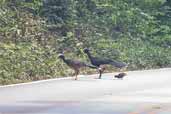 Bare-faced Curassow Family, Carajás, Pará, Brazil, November 2005 - click for larger image