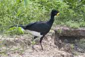 Male Bare-faced Curassow, Pixaim, Mato Grosso, Brazil, December 2006 - click for larger image