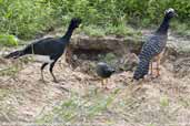 Bare-faced Curassow Family, Pixaim, Mato Grosso, Brazil, December 2006 - click for larger image