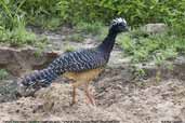 Female Bare-faced Curassow, Pixaim, Mato Grosso, Brazil, December 2006 - click for larger image