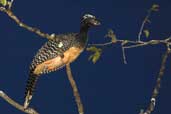 Female Bare-faced Curassow, Thaimaçu, Pará, Brazil, April 2003 - click for larger image