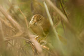 Streak-capped Spinetail, Santa Marta Mountains, Magdalena, Colombia, April 2012 - click for larger image