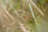 Streak-capped Spinetail, Santa Marta Mountains, Magdalena, Colombia, April 2012 - click for larger image