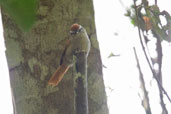 Pallid Spinetail, Boa Nova, Bahia, Brazil, October 2008 - click for larger image