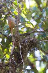 Pallid Spinetail, Serra Bonita, Camacan, Bahia, Brazil, November 2008 - click for larger image