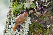 Pallid Spinetail, Itatiaia, Rio de Janeiro, Brazil, November 2008 - click for larger image