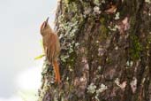 Pallid Spinetail, Itatiaia, Rio de Janeiro, Brazil, November 2008 - click for larger image