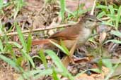 Juvenile Pallid Spinetail, Intervales, São Paulo, Brazil, April 2004 - click for larger image