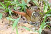 Juvenile Pallid Spinetail, Intervales, São Paulo, Brazil, April 2004 - click for larger image