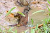 Juvenile Pallid Spinetail, Intervales, São Paulo, Brazil, April 2004 - click for larger image