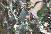 Stripe-crowned Spinetail, Barra do Quaraí, Rio Grande do Sul, Brazil, August 2004 - click for larger image