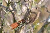 Stripe-crowned Spinetail, Rio Camaquã, Rio Grande do Sul, Brazil, August 2004 - click for larger image