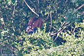 Female Great Curassow, Cuero y Salado, Honduras, March 2015 - click on image for a larger view