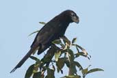 Smooth-billed Ani, Aguas de São Pedro, São Paulo, Brazil, August 2004 - click for larger image