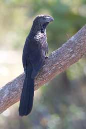 Smooth-billed Ani, Santo Tomás, Zapata Swamp, Cuba, February 2005 - click for larger image