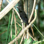 Smooth-billed Ani, Marchantaria Island, Amazonas, Brazil, July 2001 - click for larger image