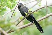 Smooth-billed Ani, La Virginia, Risaralda, Colombia, April 2012 - click for larger image