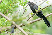 Smooth-billed Ani, La Virginia, Risaralda, Colombia, April 2012 - click for larger image
