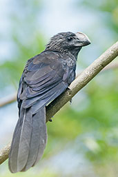 Smooth-billed Ani, La Virginia, Risaralda, Colombia, April 2012 - click for larger image
