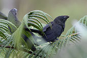 Smooth-billed Ani, Guacamayos Road, Napo, Ecuador, November 2019 - click for larger image