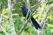 Juvenile Greater Ani, Linhares, Espirito Santo, Brazil, March 2004 - click for larger image