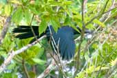 Juvenile Greater Ani, Linhares, Espirito Santo, Brazil, March 2004 - click for larger image