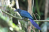 Greater Ani, Sani Lodge, Sucumbios, Ecuador, November 2019 - click for larger image