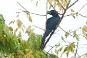 Greater Ani, Javarí River, Peru, September 2003 - click for larger image