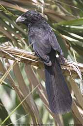 Groove-billed Ani, Lluta Valley, near Arica, Chile, February 2007 - click for larger image