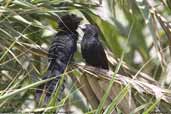 Groove-billed Ani, Lluta Valley, near Arica, Chile, February 2007 - click for larger image