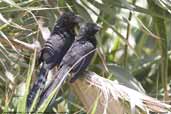 Groove-billed Ani, Lluta Valley, near Arica, Chile, February 2007 - click for larger image