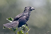 Groove-billed Ani, Cuero y Salado, Honduras, March 2015 - click for larger image